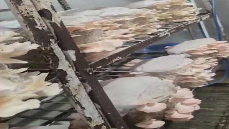 सोलन में मशरूम किसानों के लिए बड़ी खुशखबरी, अब 8 दिन में तैयार होगी ढिंगरी की फसल; नई तकनीक से बढ़ेगा उत्पादन और मुनाफा