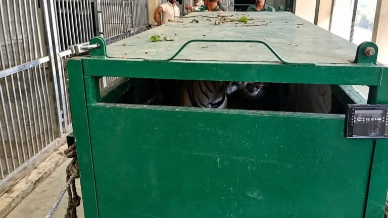 सिरमौर के रेणुकाजी मिनी जू में खत्म हुआ 10 साल का इंतजार, पहली बार पहुंचा टाइगर का जोड़ा; 1800 KM का सफर तय कर आए दोनों बाघ