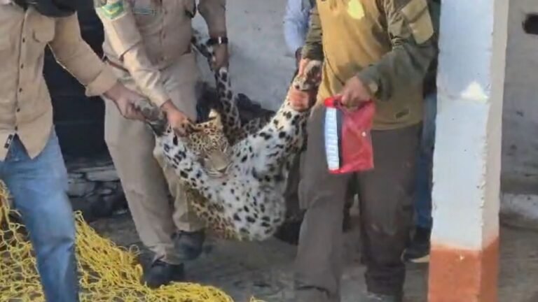 कुत्ते का शिकार करने घर में घुसा तेंदुआ खुद कमरे में हुआ कैद, 36 घंटे तक मचा हड़कंप; ट्रेंकुलाइजर से हुआ सुरक्षित रेस्क्यू